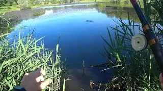 Карпы выпрыгивают из воды.ЧТО МОЖНО ПОЙМАТЬ НА 1 УДОЧКУ!