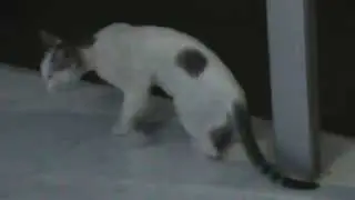 Cat Meow Sound