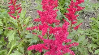 Астильба Арендса Фанал - Fanal. Astilbe arendsii