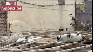 cat try to caught pigeon || cat hunting pigeon