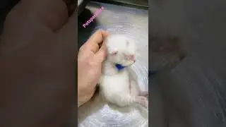 A kitten with a congenital defect in the wrist joint