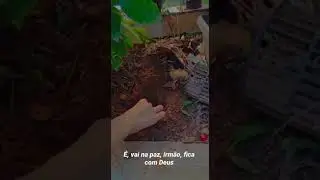 Velorio dos peixinhos que os meninos fizeram