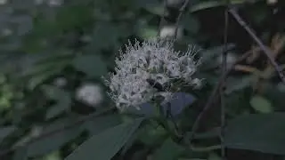 Прогулка по летнему лесу с собакой.
