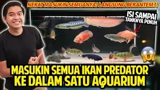 MASUKIN SEMUA IKAN PRADATOR DALAM SATU AQUARIUM! AUTO PENUH LANGSUNG PADA BERANTEM!? NEKAT BANGET!!