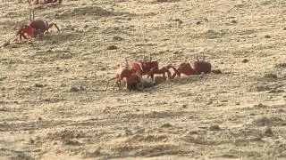 Red Crabs Colony At The Sea-Beach.... It's Amazing...