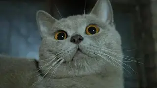大脸猫