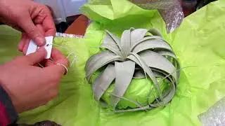 Our beautiful NEW Airplant Tillandsia xerographica from Craftyplants.co.uk