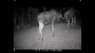 Гон лосей Керженском заповеднике