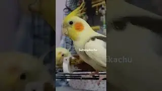 #sultanpapağanı #cockatiel #shorts #viral #viralvideo
