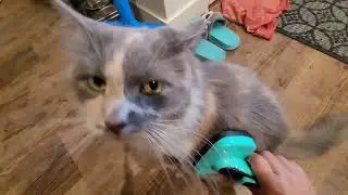 Shedding Season: Brushing my Long haired Dilute Calico🐱