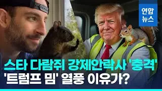 '셀럽 다람쥐' 강제안락사에 뿔난 시민들…미 대선 막판 변수? / 연합뉴스 (Yonhapnews)