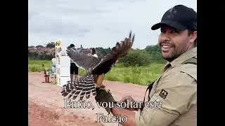 Bebês falcão?