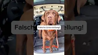 Dein Hund HILFT beim Auto waschen! #samlabrador