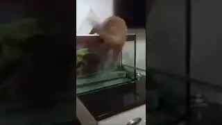 cats #catsmeme #cats #cat #day #thebest #catmemes #video #videoshort #catsshorts