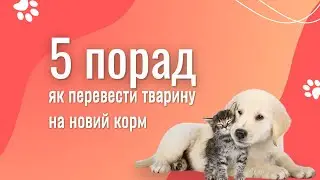 🐶🐾 ЯК ПЕРЕЙТИ НА НОВИЙ КОРМ БЕЗ НАСЛІДКІВ? — ПРАВИЛА ПЕРЕХОДУ НА ІНШИЙ КОРМ 🐈