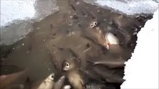 Замор рыбы. Карась дохнет в середине зимы.