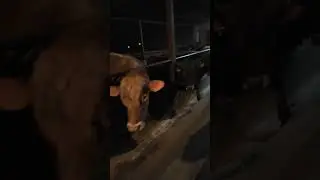 Ужин