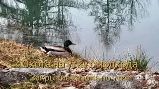Охота на утку с подхода