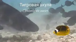 Тигровая акула