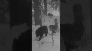 Огромная стая волков спешит на охоту
