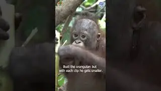 Budi the orangutan but he gets progressively smaller