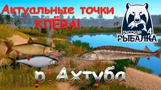 Current fishing spots on the Akhtuba River. Current as of October 24, 2025. Russian Fishing 4.