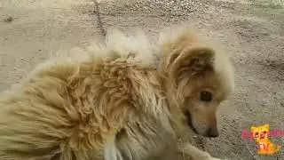 Пирожок хоче з вами познокомиця