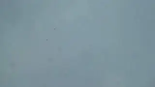 андижанские игровые голуби