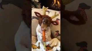 Счастья в Новом Году!