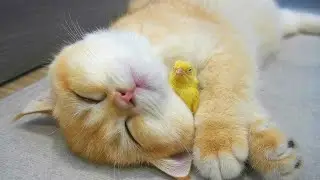 Kitten and tiny bird sleep sweetly together
