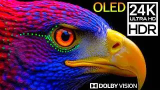 24K HDR 120FPS Black Animal OLED Contrast Dolby Vision (8K/4K Video)