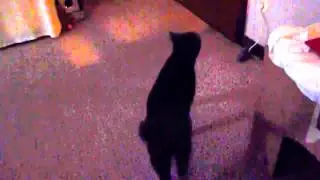 KeinFutter