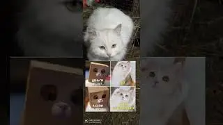 Мем💞 