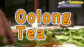 Challenge to make oolong tea!