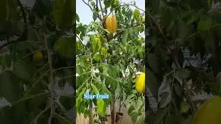 how to grow star fruit  at home #gardening #garden #shortvideo #short