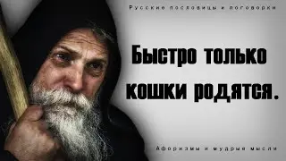 101 самых ярких русских пословиц и поговорок на все случаи жизни