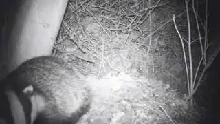 Badger Sett at night.