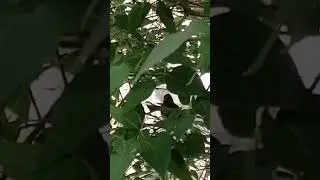 Какая это птица?
