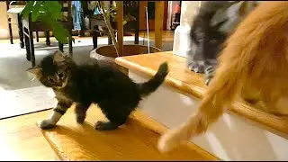 SKOGBERG CATTERY | NORWEGIAN FOREST CATS. Playtime before bedtime on the stairs!