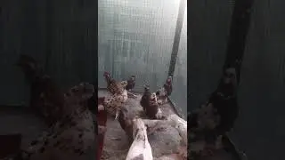 узбекские голуби Абдусалама город ош тел,+996557557770 , чил, стандарт☆
