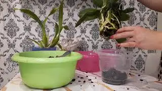 Пересадка фаленопсиса😊По многочисленным просьбам😘