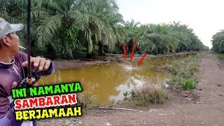GOKIL SEKETIKA UMPAN JADI REBUTAN PARA IKAN GABUS // CASTING IKAN GABUS