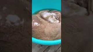 Как почистить требуху за 5 минут (говяжий желудок).