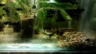 Черные барбусы дерутся