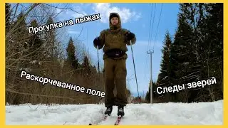 Гуляю на лыжах по следу снегохода. Вырванные деревья. Следы зверей.