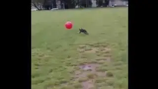He meant to do that