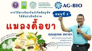 แมลงดื้อยา