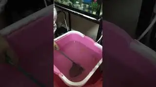 A New Pet Fish