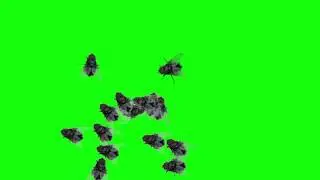 ROYALTY FREE NON COPYRIGHT BEST GREEN SCREEN VIDEO MULTIPLE FLYING BEES DOWNLOAD CHROMA KEY REO TECH