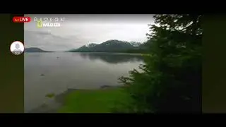 Смотрим большой документальный ПЛАГИАТ!